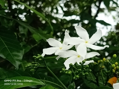 Tabernaemontana divaricata