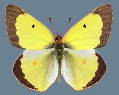 Colias philodice eriphyle