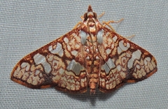 Glyphodes canthusalis