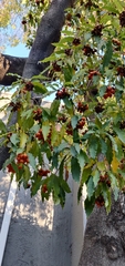 Pittosporaceae