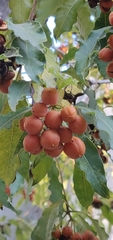 Pittosporaceae
