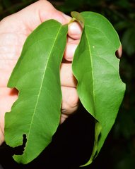 Bignonia binata