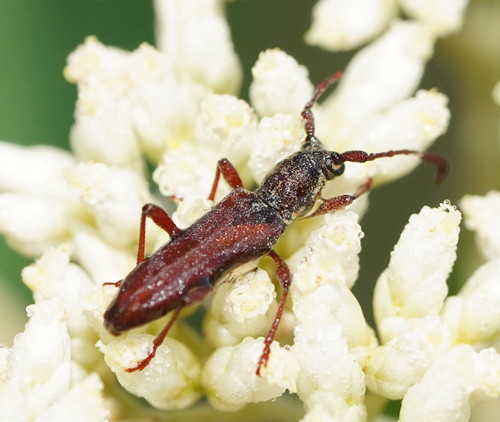 Pempsamacra carteri