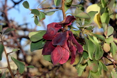 Terminalia prunioides image