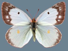 Colias philodice eriphyle