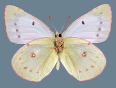 Colias philodice eriphyle