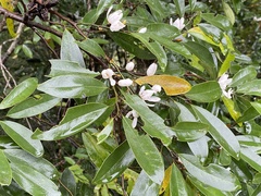 Magnolia compressa