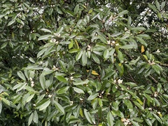 Magnolia compressa