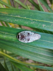 Gyna caffrorum