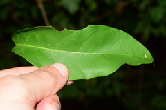 Bignonia binata