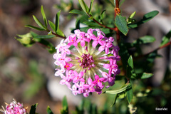 Pimelea rosea