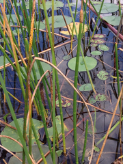 Eleocharis equisetoides