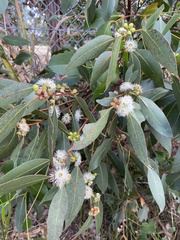 Eucalyptus kitsoniana