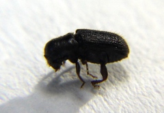 Dendroctonus