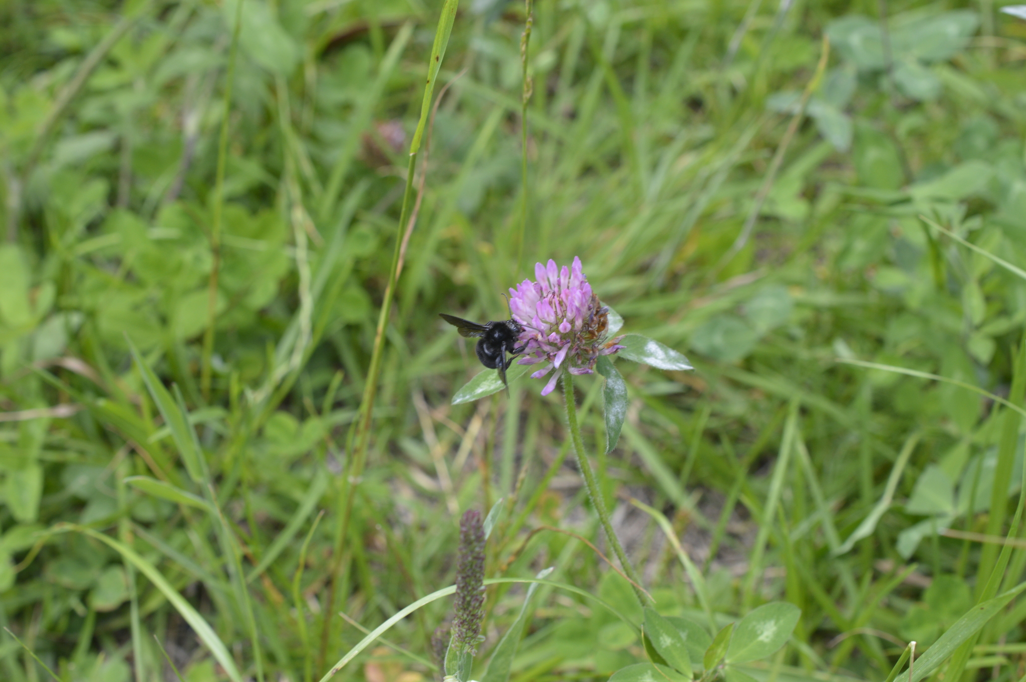 Bombus pauloensis image