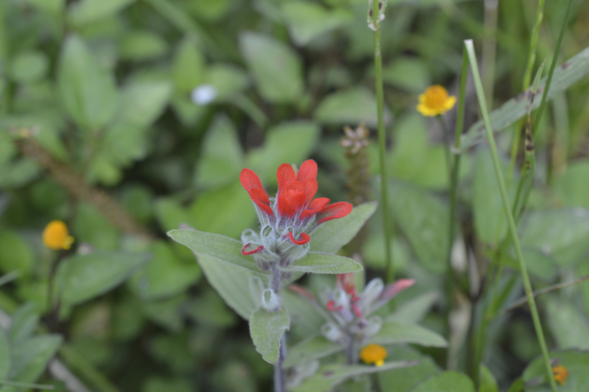 Castilleja arvensis image