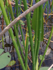 Eleocharis equisetoides