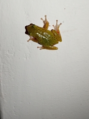 Hyperolius kivuensis