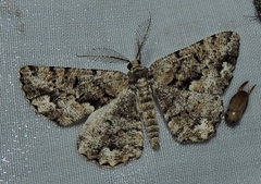 Hypomecis externaria