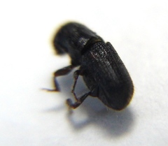 Dendroctonus