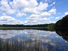 Eleocharis equisetoides