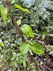 Jasminanthes mucronata