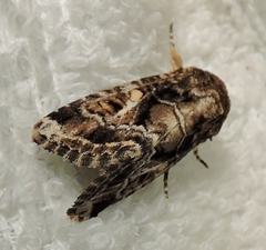 Spodoptera umbraculata