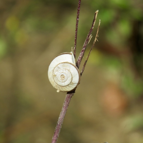Peripatetic Scrubsnail