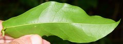 Bignonia binata