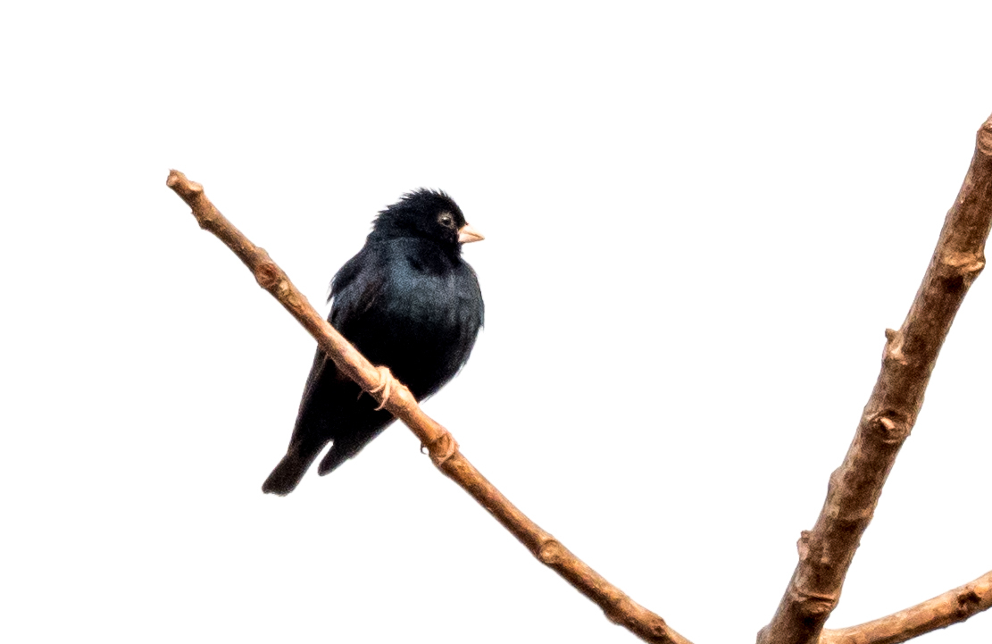 Jambandu Indigobird illustration