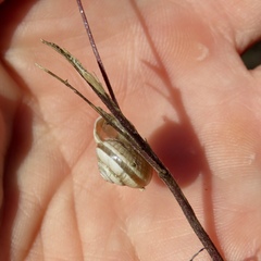 Praticolella mexicana