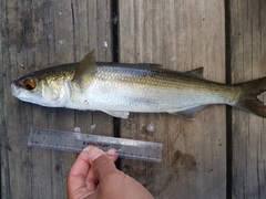 Aldrichetta forsteri