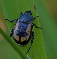 Anisoplia