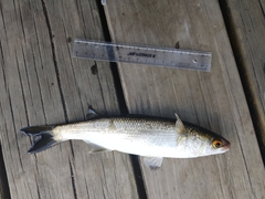 Aldrichetta forsteri