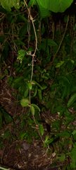 Bignonia binata