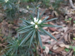Cyathodes glauca