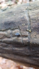 Resupinatus alboniger
