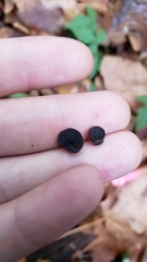Resupinatus alboniger