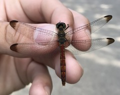 Sympetrum risi risi