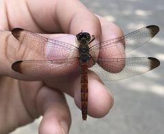 Sympetrum risi risi