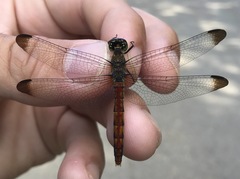 Sympetrum risi risi