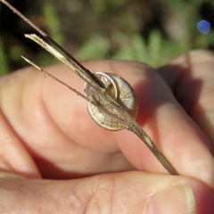 Praticolella mexicana