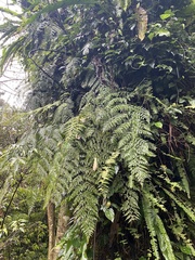 Asplenium neolaserpitiifolium
