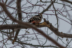 Dendrocopos leucotos stejnegeri