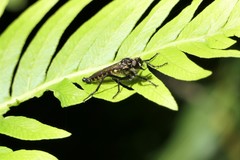 Cerdistus luctificus