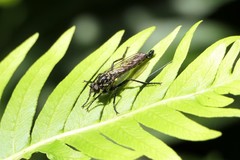 Cerdistus luctificus