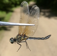Leucorrhinia orientalis