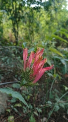 Clinacanthus nutans