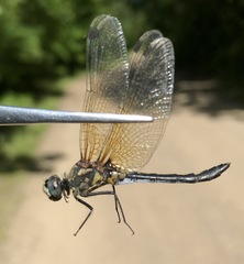 Leucorrhinia orientalis