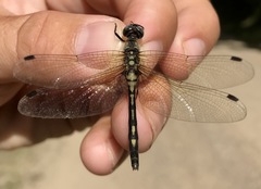 Leucorrhinia orientalis